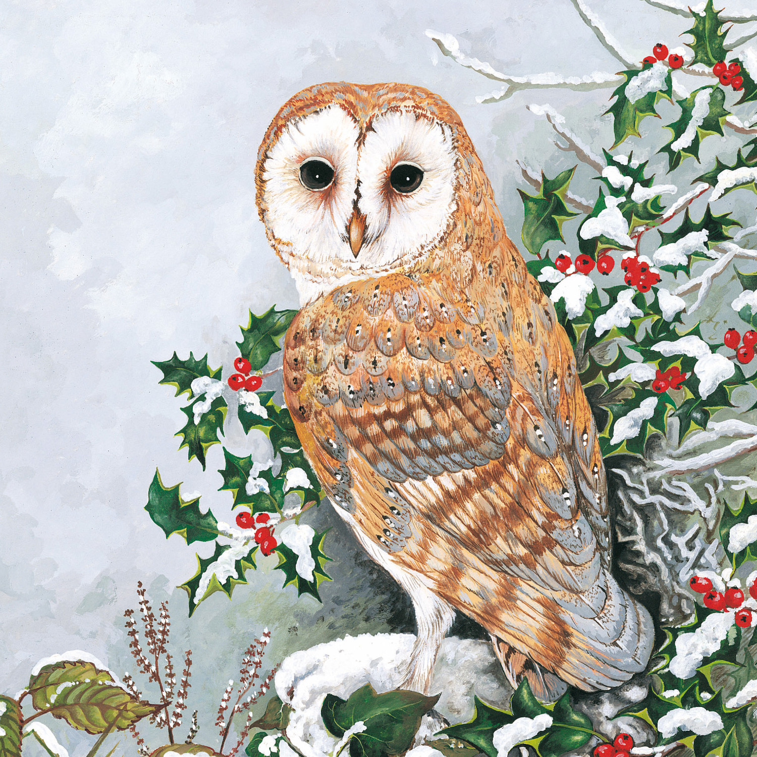 The image from the ClearVision Christmas card: a barn owl sits on the branch of a snow covered holly tree, its face turned to look over its shoulder at the viewer